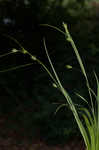 Northern long sedge